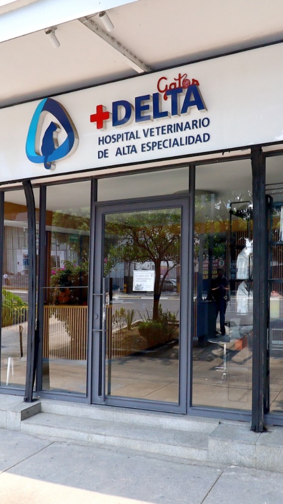 galeria-gatos2